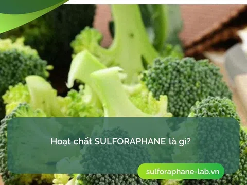 Nghiên cứu về hoạt chất sulforaphane trong điều trị ung thư