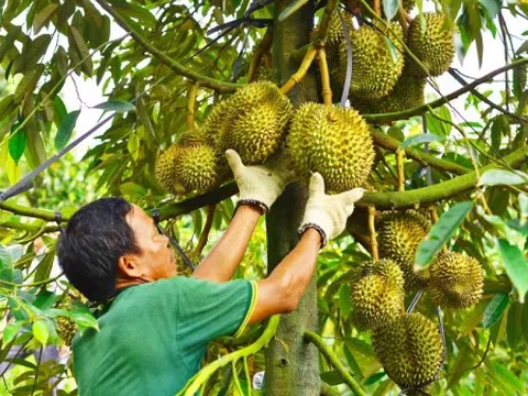 Lâm Đồng: Khuyến cáo không tự phát mở rộng diện tích, quản lý tốt mã số vùng trồng sầu riêng