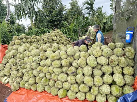 Nông dân Đắk Lắk bội thu nhờ giá sầu riêng cao ngất ngưỡng