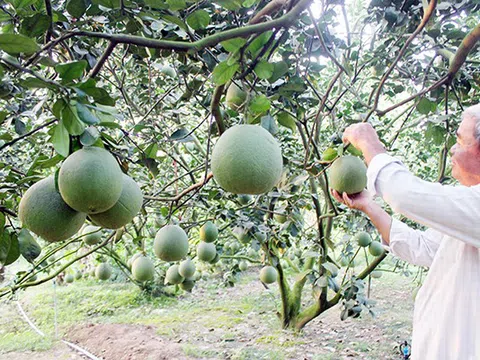 Đồng Nai: Phát triển nông nghiệp hữu cơ gắn với công nghiệp chế biến và thị trường tiêu thụ sản phẩm