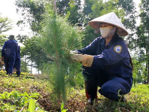 Công tác lâm nghiệp của tỉnh Lâm Đồng trong năm 2023