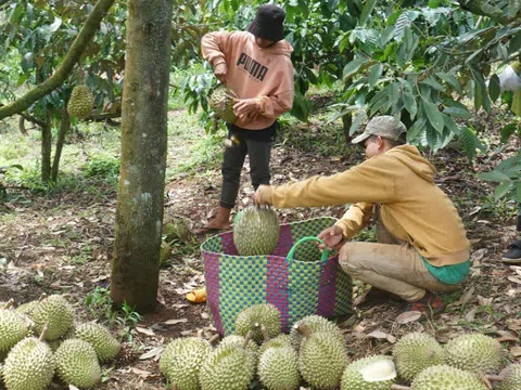 Đắk Nông: Định hướng phát triển nông nghiệp theo hướng công nghệ cao, nâng cao giá trị sản xuất