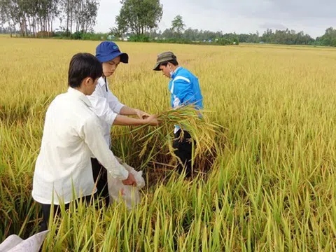 An Giang: Đẩy mạnh cơ cấu lại ngành nông nghiệp