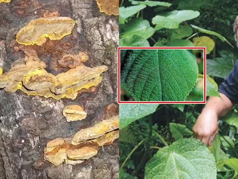 Phát hoảng với loại cây gây đau đớn nhất thế giới: Chạm vào như bị sét đánh, được nghiên cứu làm vũ khí hóa học