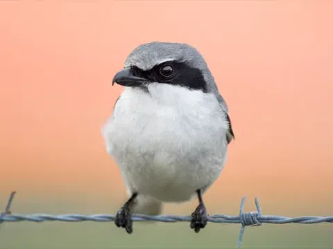 Loggerhead shrike: Loài chim 'đồ tể' tàn bạo xiên con mồi vào dây thép gai