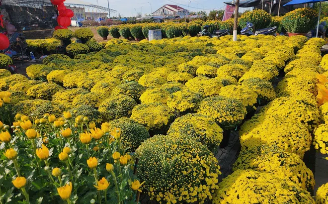 Kon Tum: Rực rỡ sắc xuân trên cao nguyên