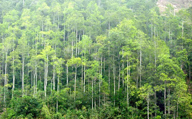 Hà Nội có 10 triệu người nhưng chỉ có hơn 18.500 ha rừng