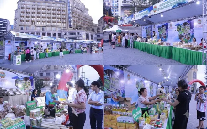 Phú Thọ: Nông sản Đất Tổ – Bài toán kinh tế từ không gian trưng bày Tam Đảo