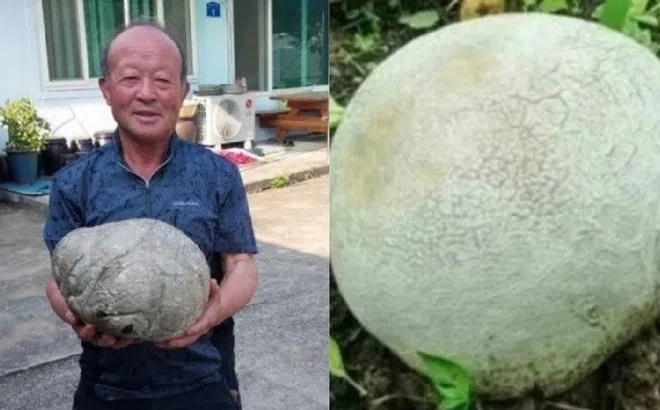 Người nông dân phát hiện vật thể lạ giữa cánh đồng, không ngờ là sản vật có giá trị cực cao