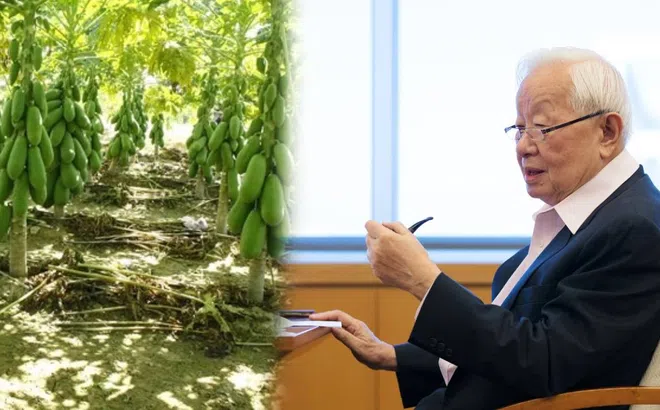 Tỷ phú 92 tuổi tiết lộ phương pháp bảo vệ dạ dày: Hóa ra sử dụng loại quả 'rẻ bèo' đang vào mùa ở Việt Nam