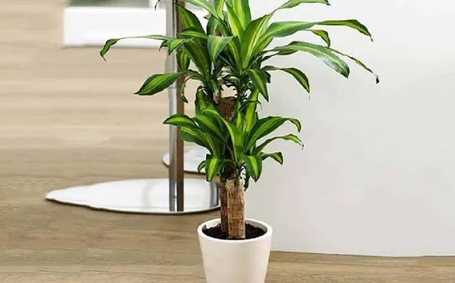 4 lưu ý trưng cây cảnh ngày Tết, tránh phạm phong thủy khiến tài lộc hao tổn