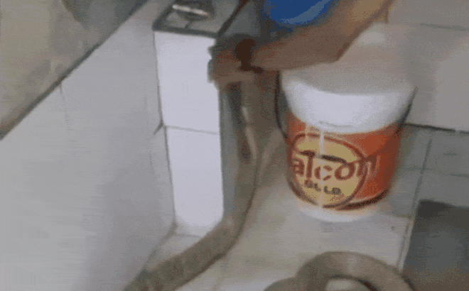 Clip: Tắm cho rắn hổ mang chúa, người đàn ông khiến dân mạng 'ớn lạnh', lý do đằng sau ai cũng ngỡ ngàng