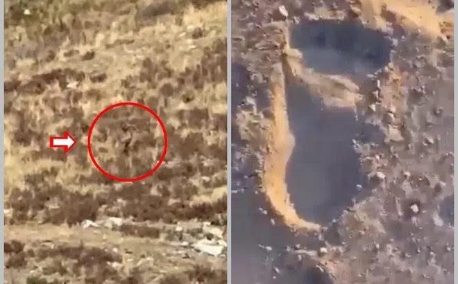 Xuất hiện dấu chân khổng lồ được cho là quái vật Bigfoot ở Úc
