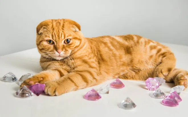 Mèo cưng vô tình nuốt chửng viên kim cương trị giá hàng trăm triệu, chủ nhân làm cách đơn giản này để lấy lại