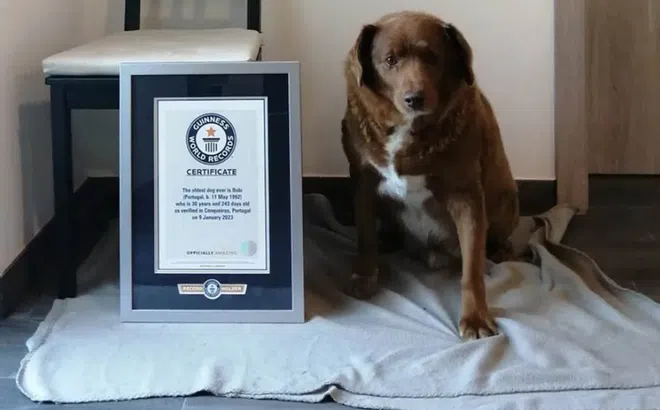 'Chú chó già nhất thế giới' tạm thời bị tước danh hiệu giữa những tuyên bố gây tranh cãi về số tuổi thật