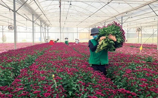 Nông nghiệp Đà Lạt tiên phong áp dụng công nghệ mới