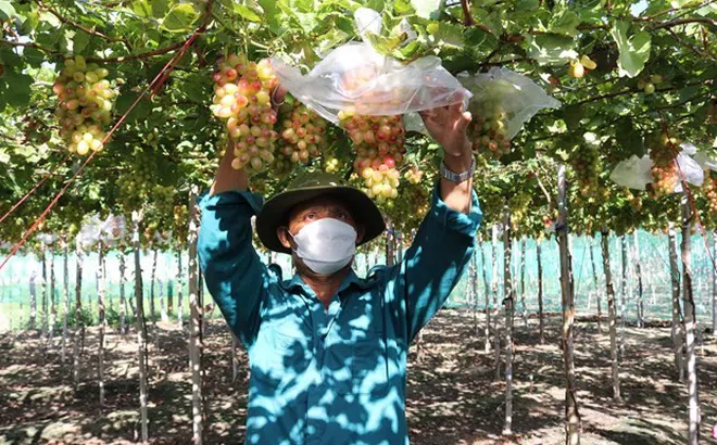 Ninh Thuận đẩy mạnh phát triển sản xuất nông nghiệp theo hướng hữu cơ