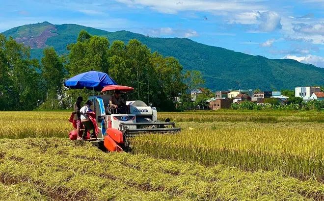 Bình Định: Ngành nông nghiệp giữ ví trí quan trọng trong phát triển kinh tế