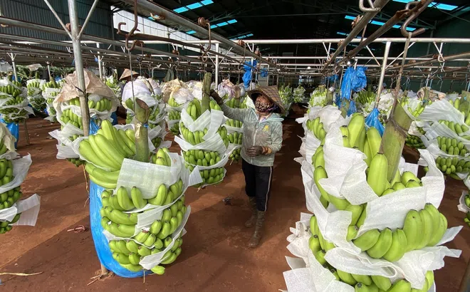 Gia Lai: Kim ngạch xuất khẩu đạt 680 triệu USD nhờ nâng tầm giá trị nông sản