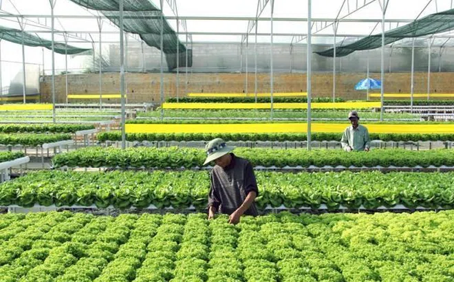 Đồng Nai: Chú trọng nâng cao giá trị sản xuất nông nghiệp