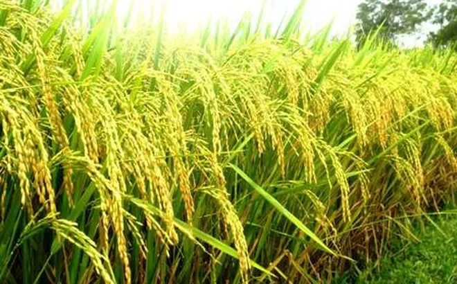 Việt Nam nắm giữ nguồn xuất khẩu gạo lớn thứ 3 của thế giới