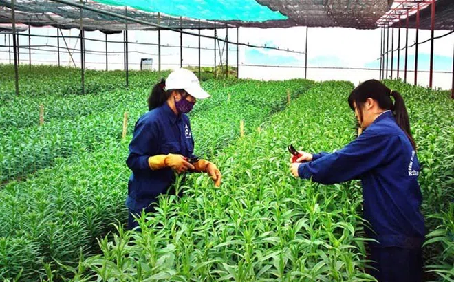 Đắk Nông: Phát triển nông nghiệp ứng dụng công nghệ cao bền vững, theo chuỗi giá trị