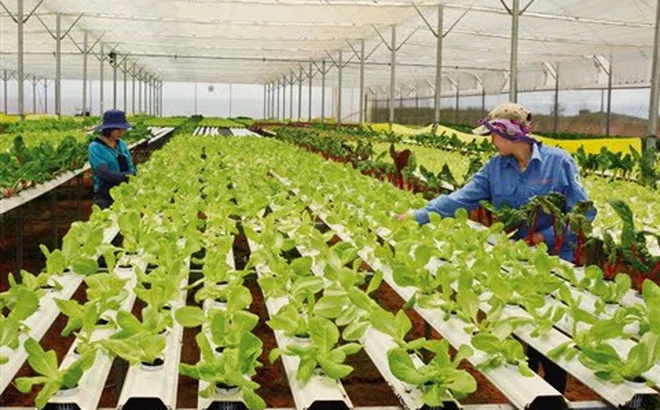 Lâm Đồng: Đánh giá tình hình kinh tế - xã hội tháng 2 năm 2024