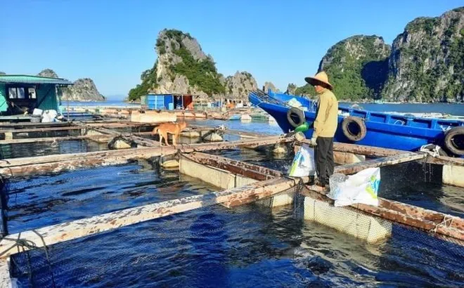 Bộ trưởng Bộ NN&PTNT khẳng định Việt Nam có tiềm năng, lợi thế cho việc phát triển nuôi biển