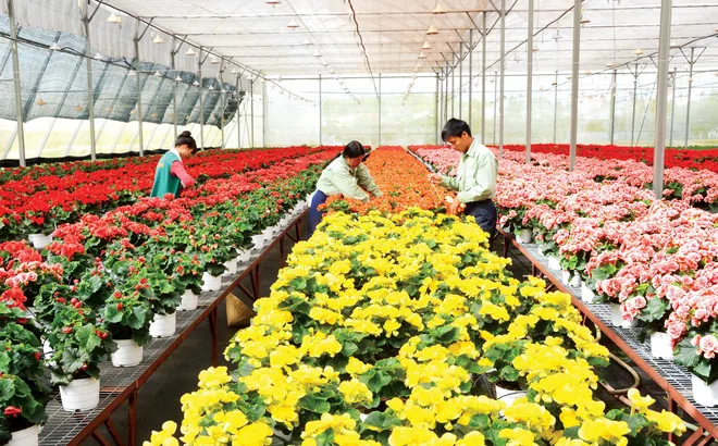 Lâm Đồng: Tốc độ tăng trưởng GRDP thấp nhất khu vực Tây Nguyên