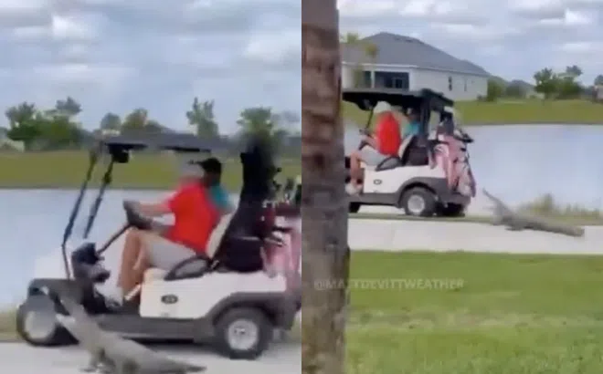 Thót tim với khoảnh khắc 'quái vật' hung hãn lao ra đuổi theo người chơi golf