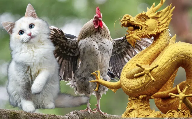 Tử vi 12 con giáp hôm nay ngày 10/3/2024: Tuổi Tý gặp hạn sức khỏe, tuổi Thân sắp đổi đời, tuổi Ngọ có thay đổi