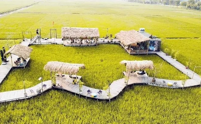 “Cà phê ruộng” hút khách giữa lòng huyện Chương Mỹ