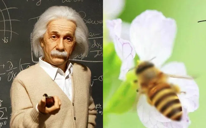 Einstein từng tuyên bố: Nếu sinh vật này tuyệt chủng, loài người sẽ chỉ còn tồn tại được thêm 4 năm