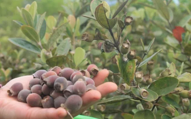 Một loại quả rừng thuở nhỏ thường ăn, nếu ăn quá nhiều sẽ bị đen miệng: Hiện nay có giá đến 100.000/kg