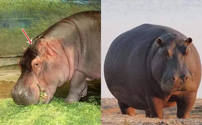 Sự thật sốc khi phân hà mã là đòn chí mạng khiến hàng nghìn con cá chết ngạt mỗi năm: Kinh ngạc khi biết bí ẩn đằng sau!