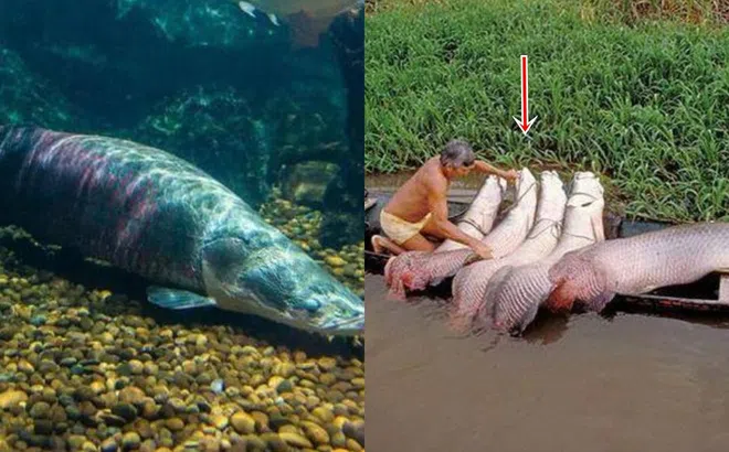 Loài cá ‘ngu ngốc’ nhất thế giới: Tự dâng mình cho con người, suýt bị tuyệt chủng vì thói quen này!