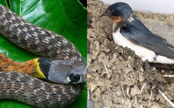 Nếu nhìn thấy 3 loại động vật này trước cửa nhà, tuyệt đối không được làm hại!