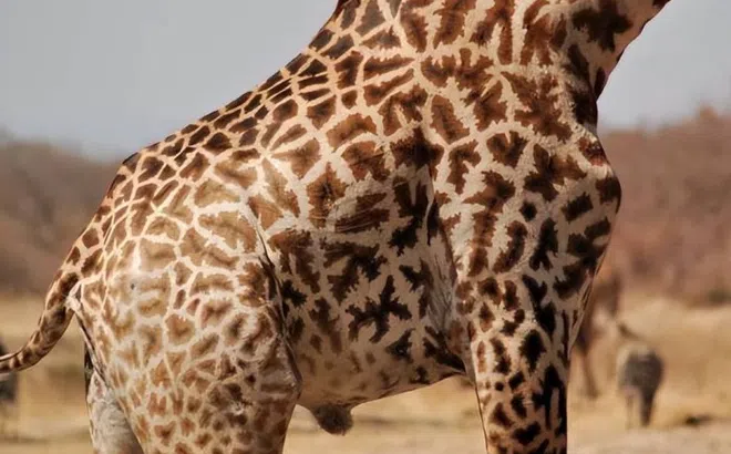 Một con hươu cao cổ một màu hiếm đến mức phải nuôi nhốt suốt đời? Tác dụng không ngờ của những chiếc đốm!