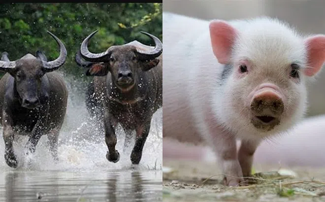 Trong khoảng 10 ngày tới, 3 con giáp này sẽ xoay chuyển tình thế, tài lộc phát đạt, kiếm được nhiều tiền