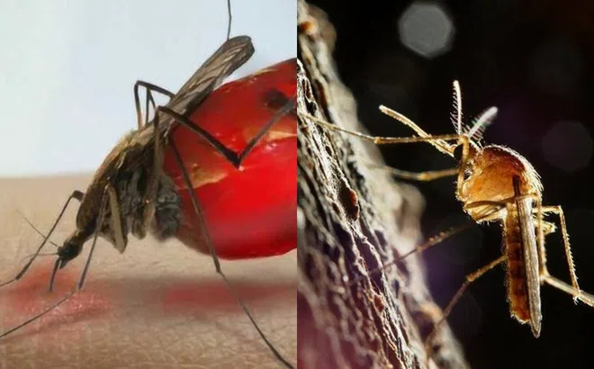 Muỗi có tác dụng gì trên trái đất? Hậu quả nghiêm trọng sẽ ra sao nếu tất cả chúng đều bị tiêu diệt?
