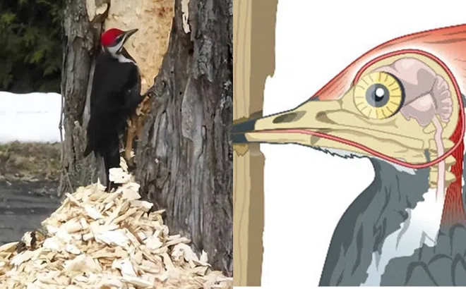 Chim gõ kiến ​​mổ gỗ 12.000 lần mỗi ngày, điều kinh ngạc này khiến chúng không bị sang chấn!