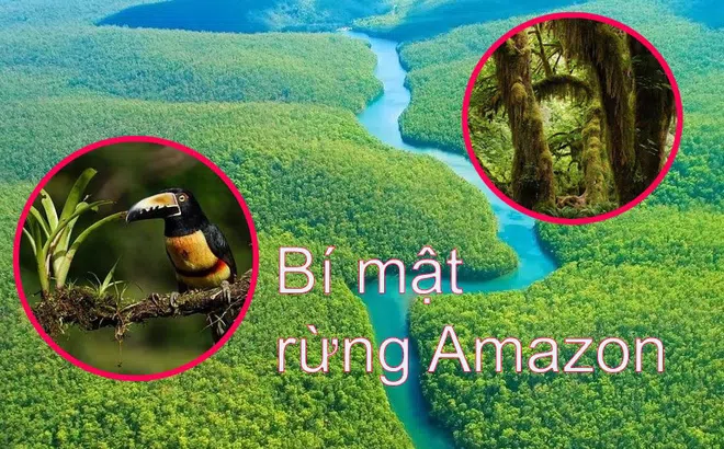 Bí mật ‘Lá phổi của Trái đất’ trong rừng rậm Amazon: Một khi biến mất sẽ ‘nguy to’?