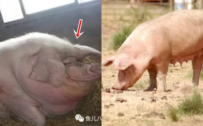 Một con lợn có thể lớn đến mức nào nếu không bị làm thịt? Con số được ghi vào Kỷ lục Guinness thế giới