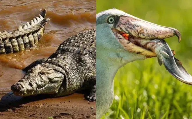 Loài chim là kẻ thù của cá sấu, gặp con người sẽ cúi chào, nhưng lại bị cho là điều xui?