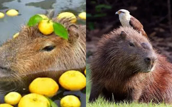 Loại động vật tự ăn phân của mình, ngay cả cá sấu cũng thèm thuồng!