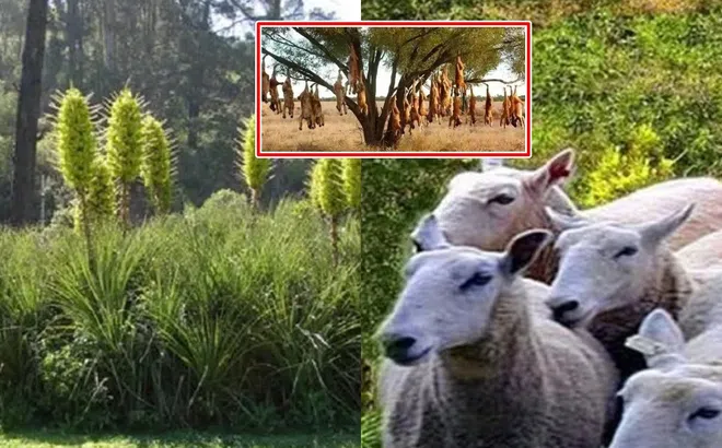 Loài cây ‘ăn thịt cừu’ tự bốc cháy khi nhiệt độ lên tới 40 độ, đàn cừu đến gần đồng nghĩa với cái chết!