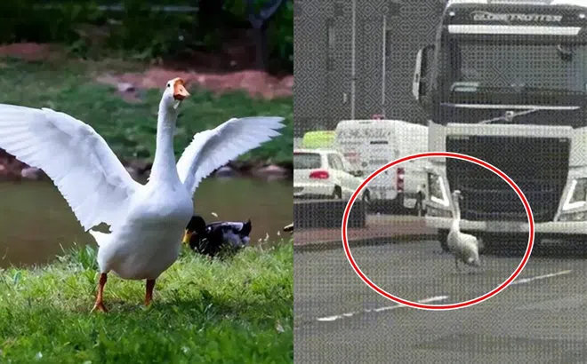 Bí ẩn ghê rợn việc động vật lại sợ ngỗng?  Ở đâu có ngỗng thì không có rắn là vì điều này!