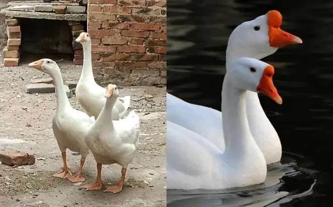 Tại sao ít người ăn trứng ngỗng? Đọc xong sẽ ngỡ ngàng vì quá hợp lý!