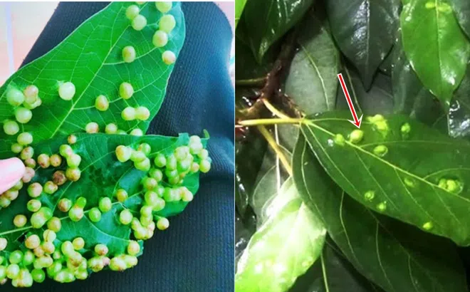 Sự thật về vết sần trên lá sung, người Việt Nam ăn thường xuyên chưa chắc đã biết!