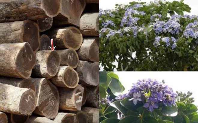 Loại gỗ quý hiếm sắp tuyệt chủng: Thuộc loại cứng và nặng nhất thế giới, chìm trong nước!